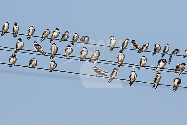 Mangrove Swallow (Tachycineta albilinea) in Mexico. stock-image by Agami/Pete Morris,