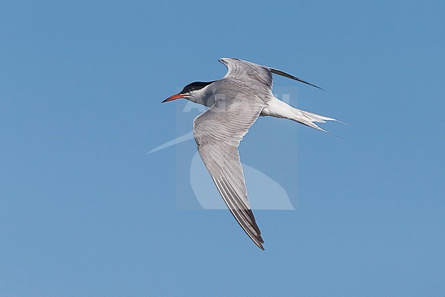 Visdief; Common Tern stock-image by Agami/Daniele Occhiato,
