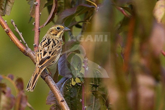 Eerste winter Grijskopgors; First winter Chestnut-eared Bunting stock-image by Agami/Daniele Occhiato,