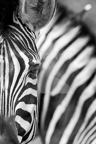Burchell's Zebra, Burchell's zebra stock-image by Agami/Wil Leurs,