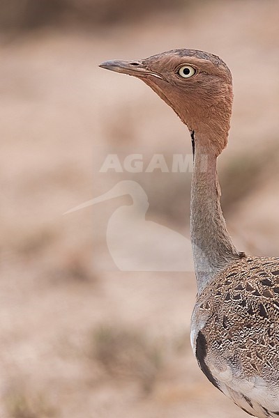 Buff-crested Bustard (Lophotis gindiana) perched in Tanzania stock-image by Agami/Dubi Shapiro,