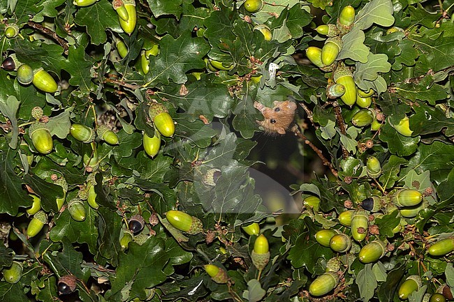 Hazel Dormouse (Muscardinus avellanarius) at night high on a oak in Othe, Gaume, France. stock-image by Agami/Vincent Legrand,