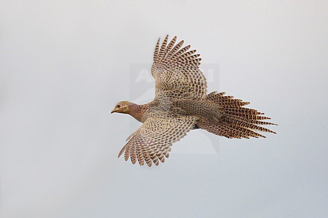 Vrouwtje Fazant in de vlucht; Female Common Pheasant in flight stock-image by Agami/Daniele Occhiato,