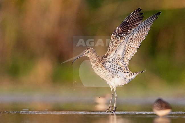 Eurasian Whimbrel (Numenius phaeopus), side view of an adult standing taking off from the water, Campania, Italy stock-image by Agami/Saverio Gatto,