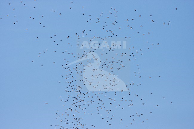 Houtduif groep in vlucht; Common Wood Pigeon flock in flight stock-image by Agami/Ran Schols,