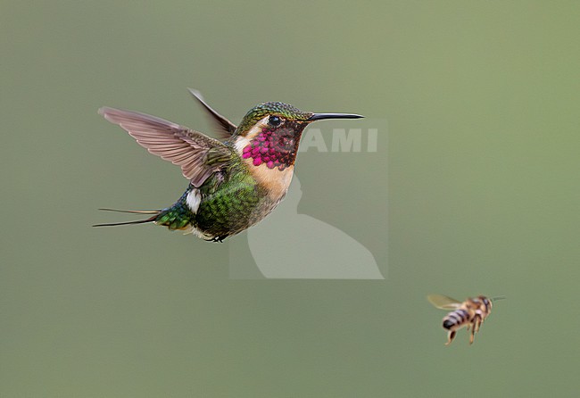 Little Woodstar (Chaetocercus bombus) male in flight against a plain background with a honey bee for size comparison stock-image by Agami/Andy & Gill Swash ,