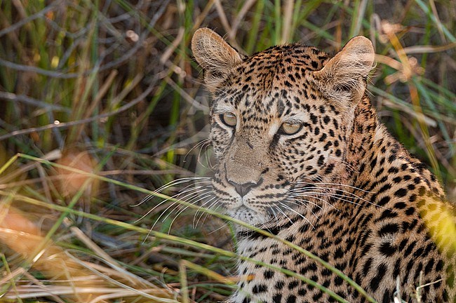 Close up portrait of a leopard, Panthera pardus. Khwai Concession Area, Okavango Delta, Botswana. stock-image by Agami/Sergio Pitamitz,