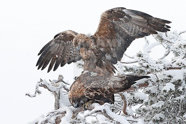 Mating pair of Golden Eagle (Aquila chrysaetos) wintering in taiga forest near Kuusamo in northern Finland stock-image by Agami/Markus Varesvuo,