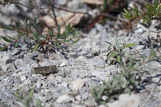 female of a rattle grashopper (psophus stridulus) perching on crushed stones under young willow plants stock-image by Agami/Mathias Putze,
