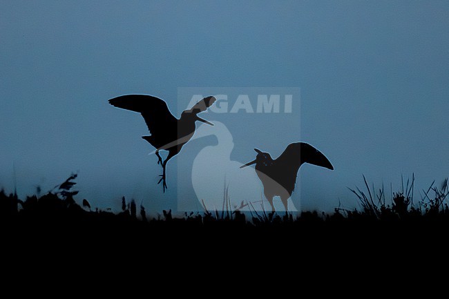 Great Snipe, (Gallinago media) displaying at the breeding ground in Norway during the night. stock-image by Agami/Marcel Burkhardt,