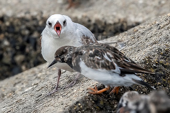 First winter moulting to fisrt summer Ross's Gull (Rhodostethia rosea) sitting on a block of Scheveningen pier, Zuid-Holland, the Netherlands. stock-image by Agami/Vincent Legrand,