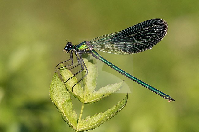 Banded Demoiselle (Calopteryx splendens), side view of an adult male perched on a plant, Campania, Italy stock-image by Agami/Saverio Gatto,