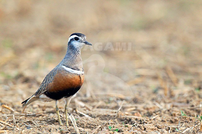 Zeldzame Morinelplevier op doortrek, pleisterend en fouragerend in akkerreservaat in Zuid-Limburgse Heuvelland. Eurasian Dotterel on migration is staging and foraging on arable land in Limburg. stock-image by Agami/Ran Schols,