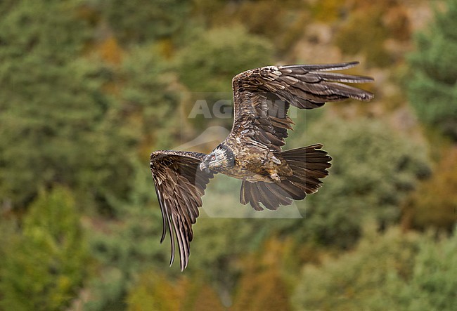 Bearded Vulture in flight, Lammergier in de vlucht stock-image by Agami/Alain Ghignone,