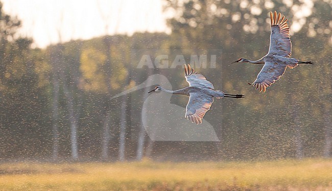 Sandhill Crane (Antigone canadensis, subspecies tabida/rowani) in flight over Big Creek NWA, Norfolk, Ontario, Canada. stock-image by Agami/Ian Davies,