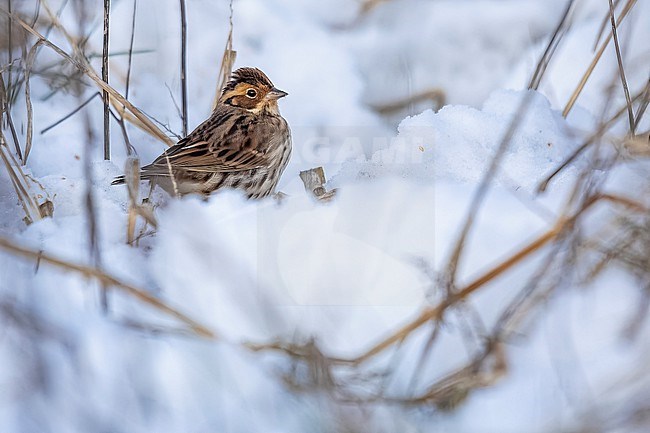 Little Bunting (Emberiza pusilla) perched in Hoegaarden, Vlaams Brabant, Belgium. stock-image by Agami/Vincent Legrand,