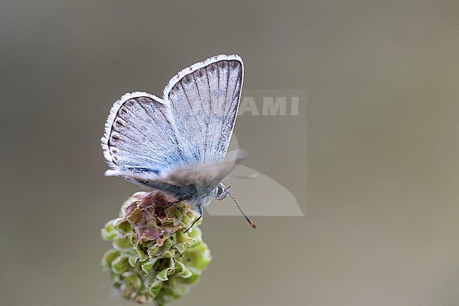 Polyommatus hispanus, Lysandra hispana/coridon stock-image by Agami/Wil Leurs,
