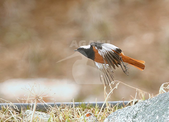 Güldenstädt’s Redstart (Phoenicurus erythrogastrus) at Tien Shan, Kazachstan. stock-image by Agami/Eduard Sangster,