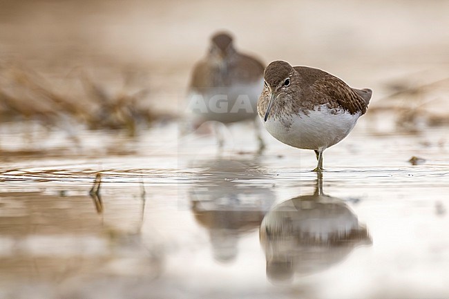 Green Sandpiper, Tringa ochropus, in Italy. stock-image by Agami/Daniele Occhiato,