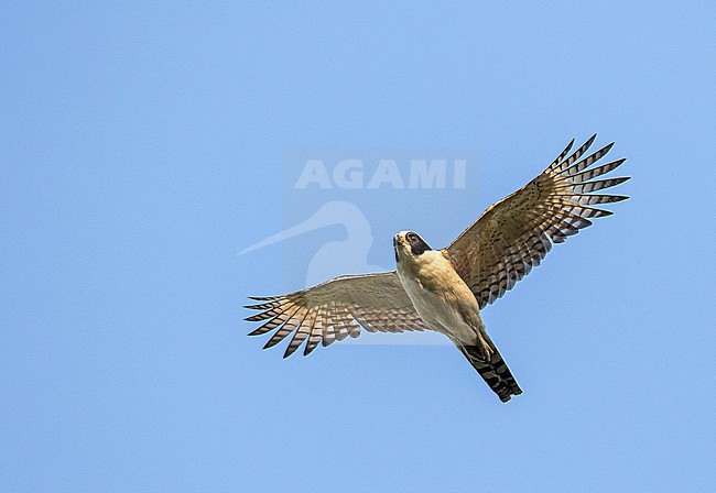 Laughing Falcon (Herpetotheres cachinnans) in Colombia. stock-image by Agami/Pete Morris,