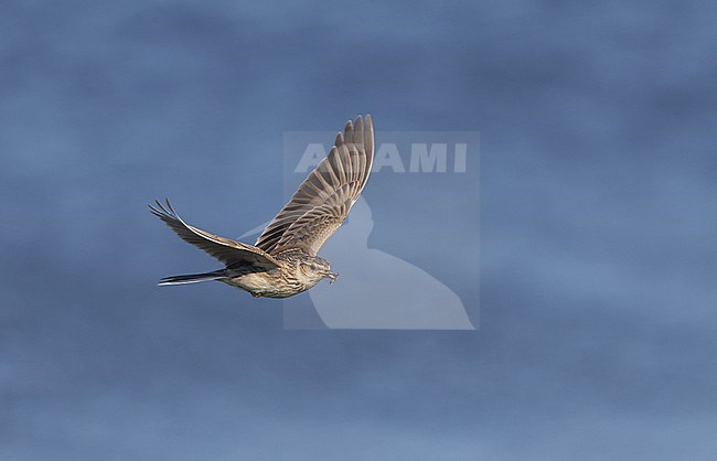 Eurasian Skylark (Alauda arvensis) in flight with food in beak, front view. Denmark. stock-image by Agami/Helge Sorensen,