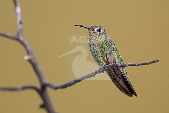 Green-tailed Goldenthroat (Polytmus theresiae leucorrhous) at Inírida, Guainía, Colombia. stock-image by Agami/Tom Friedel,