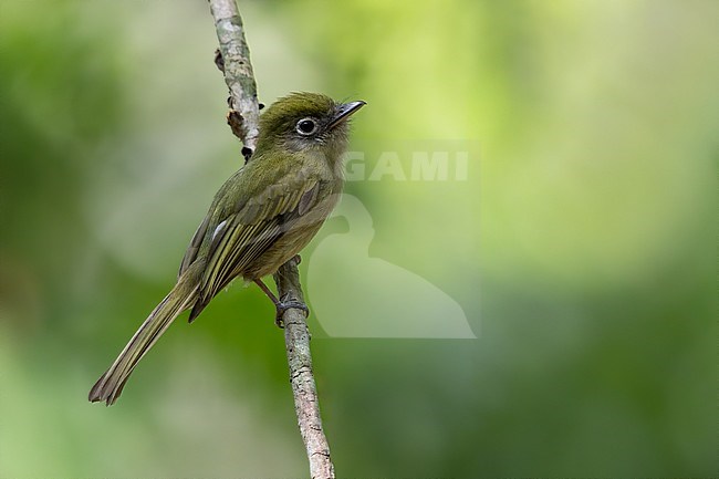 Eye-ringed Flatbill (Rhynchocyclus brevirostris) perched on a branch in a rainforest in Guatemala. stock-image by Agami/Dubi Shapiro,