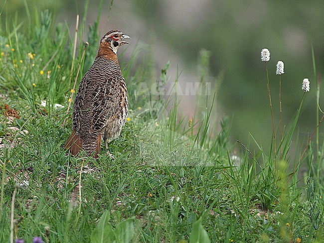 Calling male Tibetan partridge (Perdix hodgsoniae) on Tibetan plateau, Qinghai, China. stock-image by Agami/James Eaton,