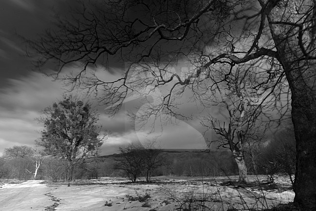 Winter landschap in zwart wit, Winter landscape in black and white stock-image by Agami/Rob de Jong,