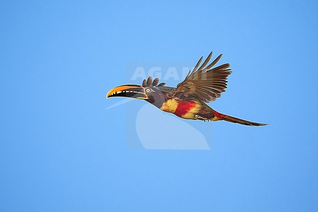 Chestnut-eared Aracari (Pteroglossus castanotis) flying against a blue sky as a background stock-image by Agami/Tomas Grim,