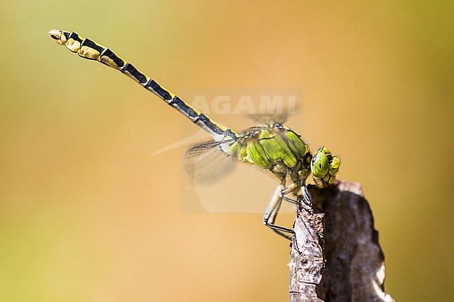 Male Imago Gaffellibel; Adult male Green Snaketail; Adult male Green Clubtail stock-image by Agami/Wil Leurs,