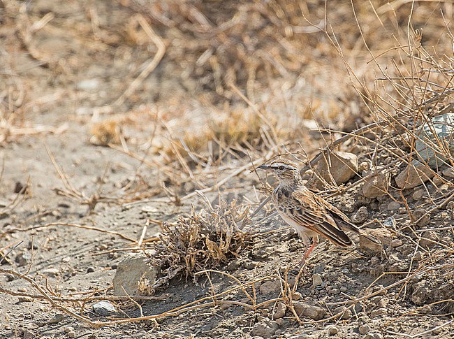 Fawn-colored Lark (Calendulauda africanoides) in Tanzania. stock-image by Agami/Pete Morris,