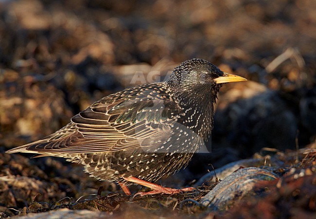 Volwassen Spreeuw, Adult Common Starling stock-image by Agami/Markus Varesvuo,