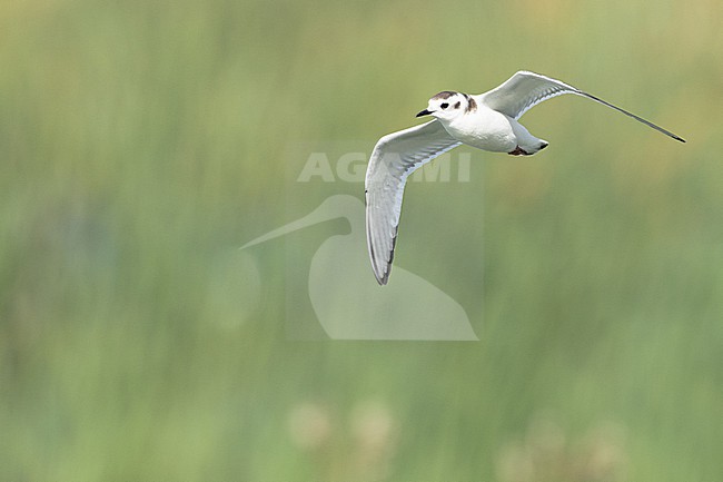  stock-image by Agami/Menno van Duijn,