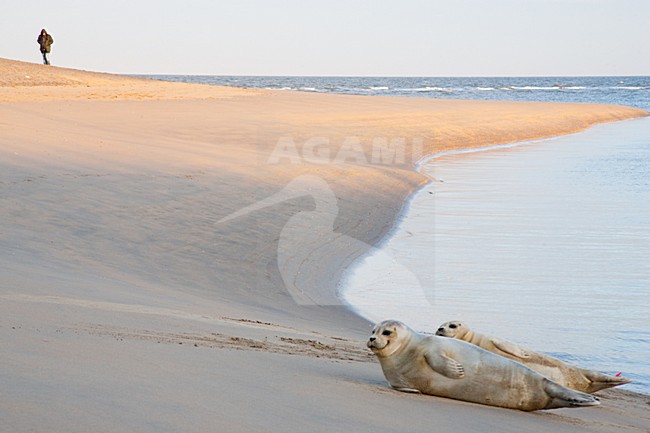 Gewone zeehond op strand; Harbour Seal on beach stock-image by Agami/Menno van Duijn,