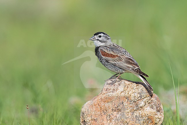 Adult male
Weld Co., CO
June 2023 stock-image by Agami/Brian E Small,