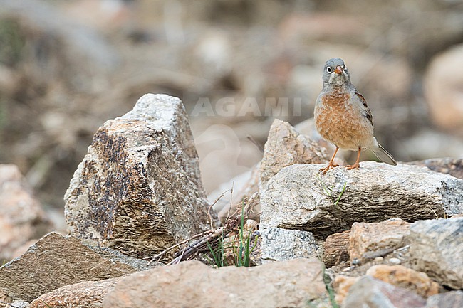 Grey-necked Bunting, Emberiza buchanani, in Tajikistan, adult male. stock-image by Agami/Ralph Martin,