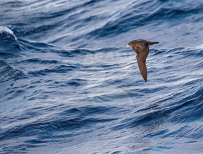 Flesh-footed shearwater (Ardenna carneipes) at sea north of New Zealand. stock-image by Agami/Marc Guyt,