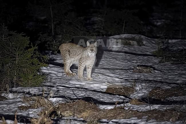 Adult male Boreal Lynx (Lynx lynx) named 'Light Grey' code 11 walking in Sagadi woods, Sagadi, Estonia. stock-image by Agami/Vincent Legrand,