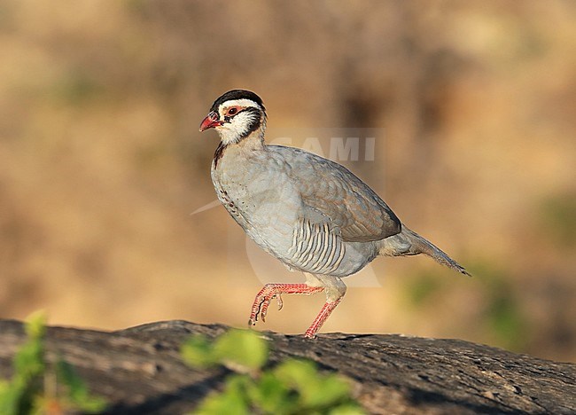 Arabian Partridge (Alectoris melanocephala) at Wadi Shaboon, Salalah, in Oman. stock-image by Agami/Aurélien Audevard,