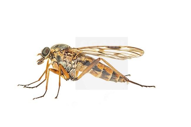 Downlooker snipefly, Gewone Snipvlieg stock-image by Agami/Wil Leurs,