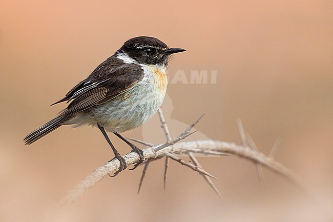 Canary Islands Chat; Saxicola dacotiae stock-image by Agami/Daniele Occhiato,