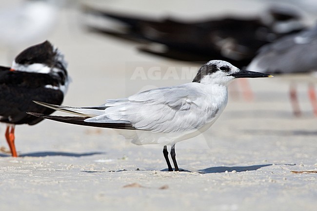 Amerikaanse Grote stern, Cabot's Tern stock-image by Agami/Wil Leurs,