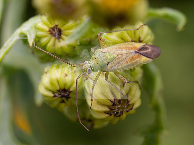 Imago of Adelphocoris lineolatus stock-image by Agami/Arnold Meijer,