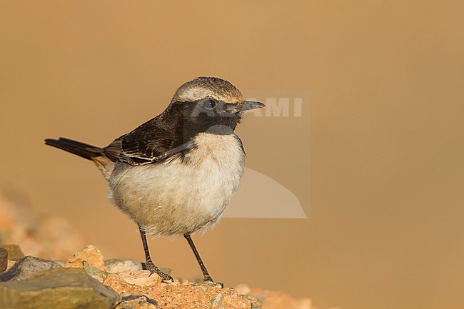 Red-rumped Wheatear - Fahlbürzel-Steinschmätzer - Oenanthe moesta, Morocco, adult male stock-image by Agami/Ralph Martin,