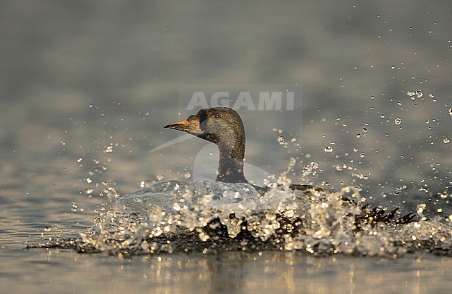 Man Zwarte ZeeÃ«end landend in het water; Male Common Scoter landing in the water (Melanitta nigra) stock-image by Agami/Danny Green,