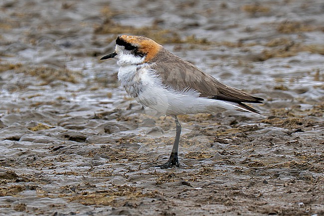 Puna Plover (Anarhynchus alticola) adult in breeding plumage standing on the muddy margin of a salt lake stock-image by Agami/Andy & Gill Swash ,