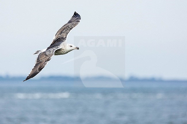  stock-image by Agami/Menno van Duijn,