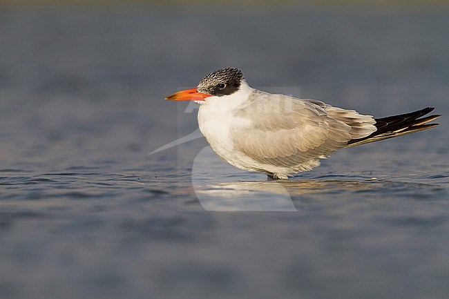 Caspian Tern - Raubseeschwalbe - Hydroprogne caspia, Oman, 2nd cy stock-image by Agami/Ralph Martin,