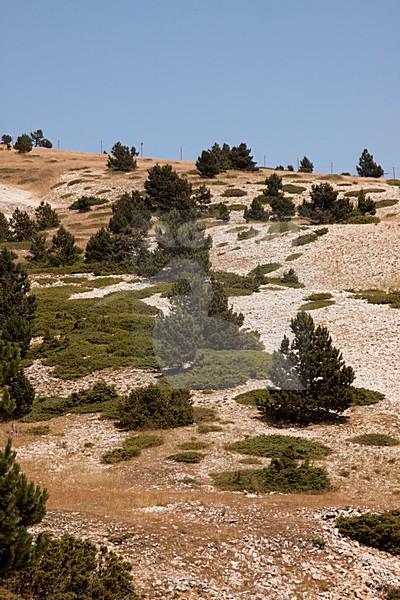 Landschap Mont Ventoux, Landscape Mont Ventoux stock-image by Agami/Theo Douma,